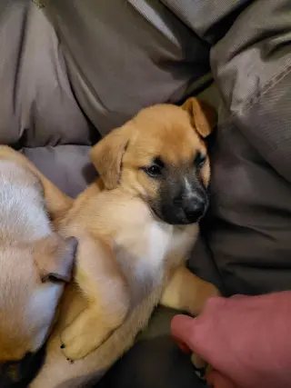Leonard - Big Bang Litter