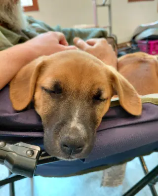 Leonard - Big Bang Litter