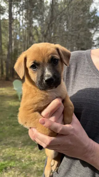 Leonard - Big Bang Litter