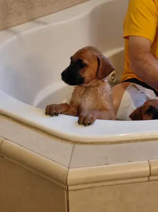 Leonard - Big Bang Litter