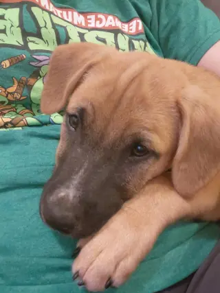 Leonard - Big Bang Litter