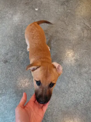 Penny - Big Bang Litter