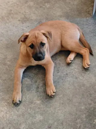 Penny - Big Bang Litter