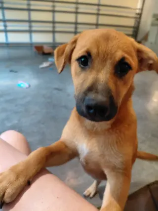 Penny - Big Bang Litter