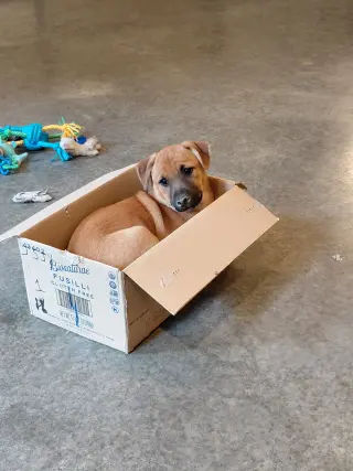 Penny - Big Bang Litter