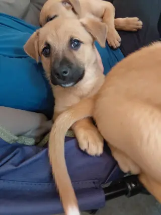 Penny - Big Bang Litter