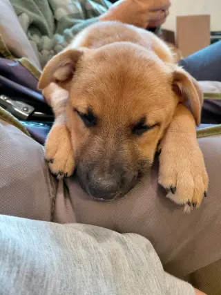 Penny - Big Bang Litter