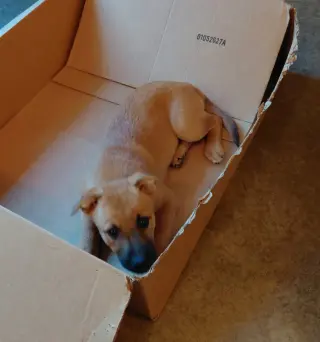 Penny - Big Bang Litter