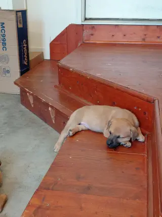 Penny - Big Bang Litter