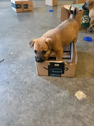 Penny - Big Bang Litter
