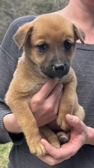 Penny - Big Bang Litter