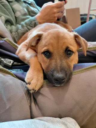 Penny - Big Bang Litter