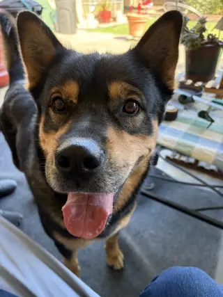 Moose