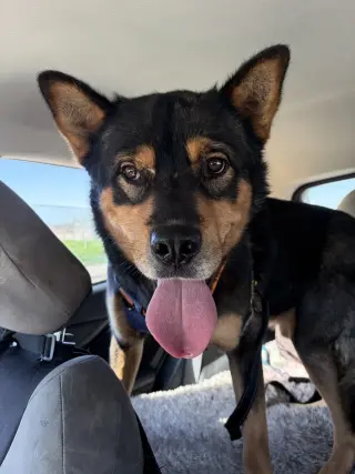 Moose