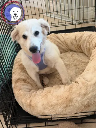 Remi