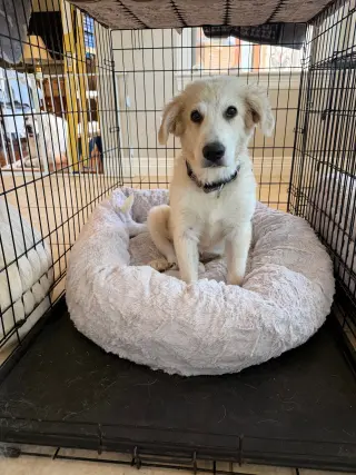 Remi