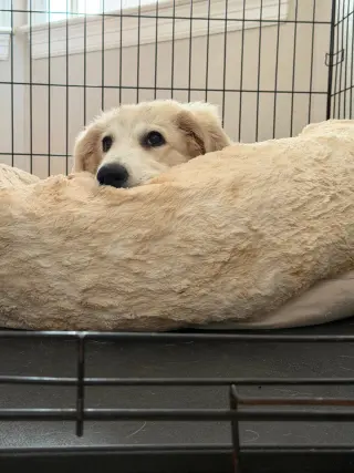 Remi