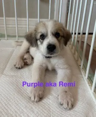 Remi