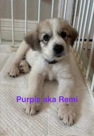 Remi