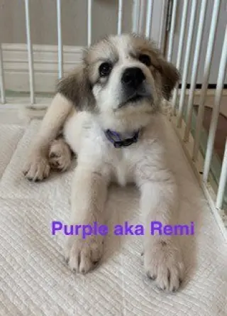 Remi