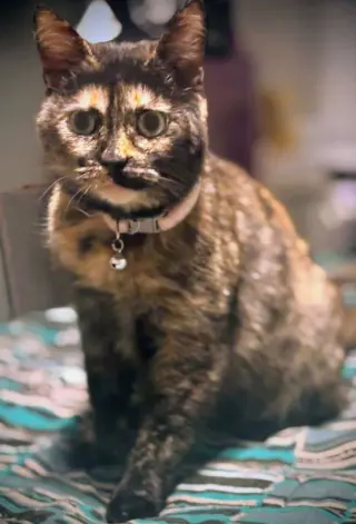 Cleo