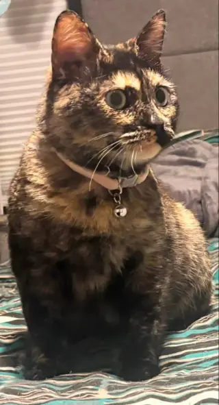Cleo