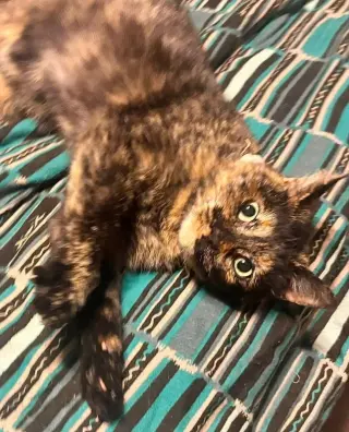 Cleo