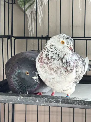 Bonk w/Buddy Bighead