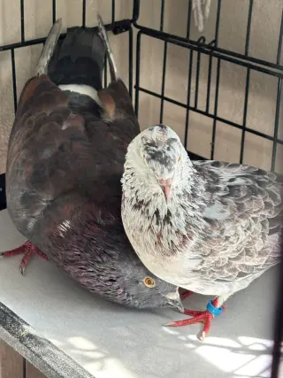 Bonk w/Buddy Bighead