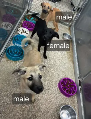 Black Lab Shep.Mix Pups