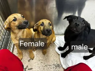 Black Lab Shep.Mix Pups