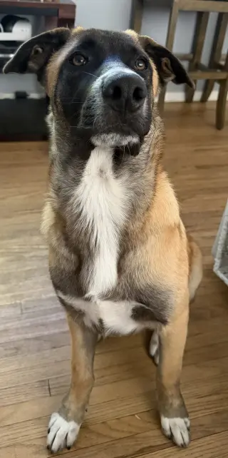 Rosie's Puppy Ranger