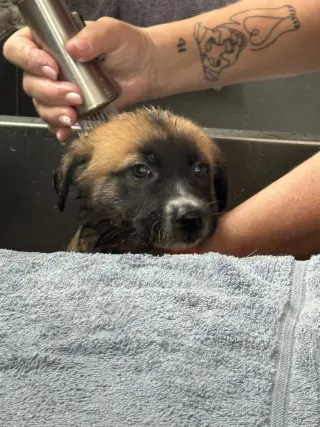 Rosie's Puppy Ranger
