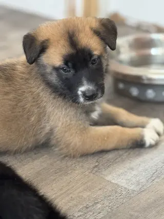 Rosie's Puppy Ranger