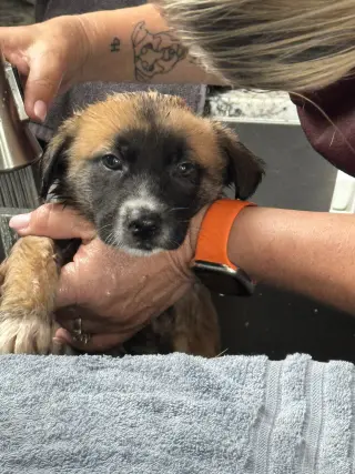 Rosie's Puppy Ranger