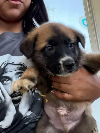 Rosie's Puppy Ranger