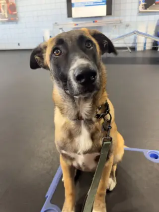 Rosie's Puppy Ranger