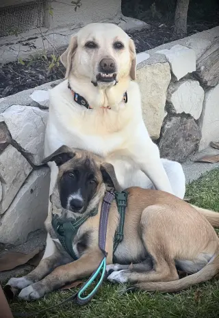 Rosie's Puppy Ranger