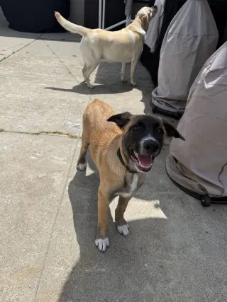 Rosie's Puppy Ranger