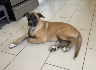 Rosie's Puppy Ranger