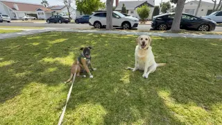 Rosie's Puppy Ranger