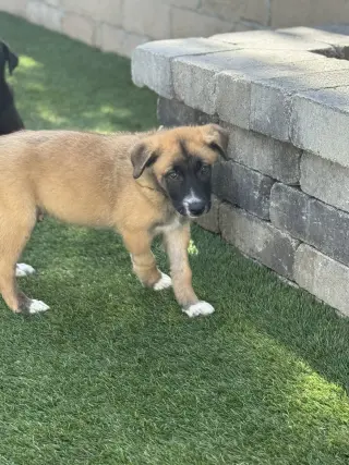 Rosie's Puppy Ranger