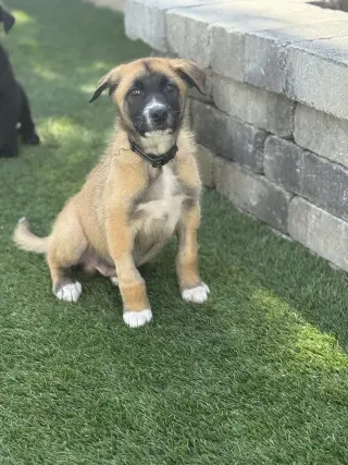 Rosie's Puppy Ranger