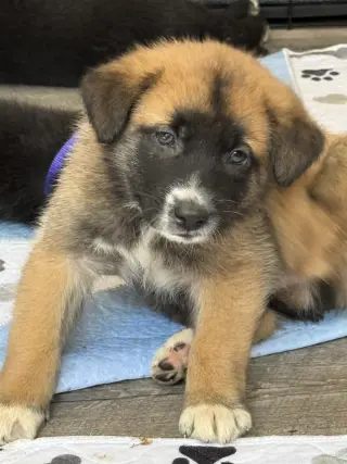 Rosie's Puppy Ranger