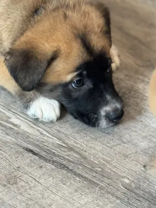 Rosie's Puppy Ranger