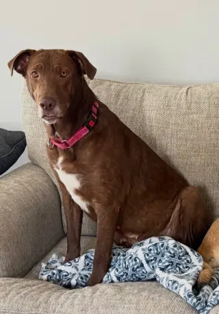 Rosie