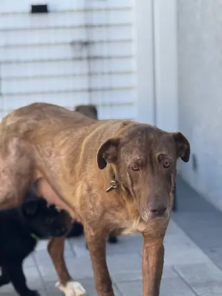 Rosie