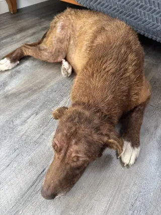Rosie