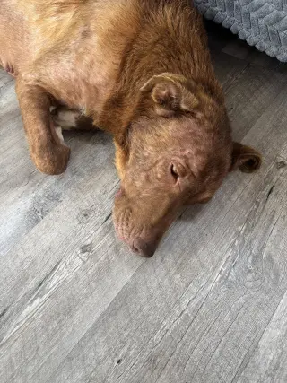 Rosie