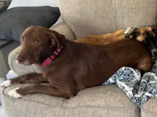 Rosie